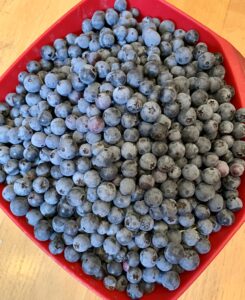 Blueberries!
