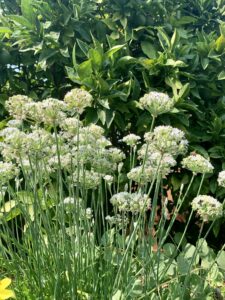 Perennials for IPM