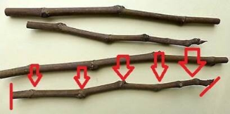 Diagram showing where to cut a scion, with red arrows indicating buds
