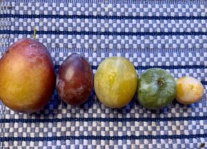 European Plums – a Rare Fruit!