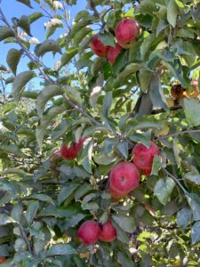 Fruit Tree Physiology