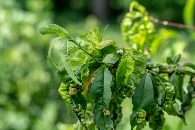 Peach Leaf Curl – What you need to know