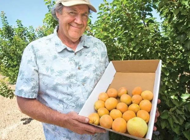 Crates of fresh stone fruit at an orchard stand
